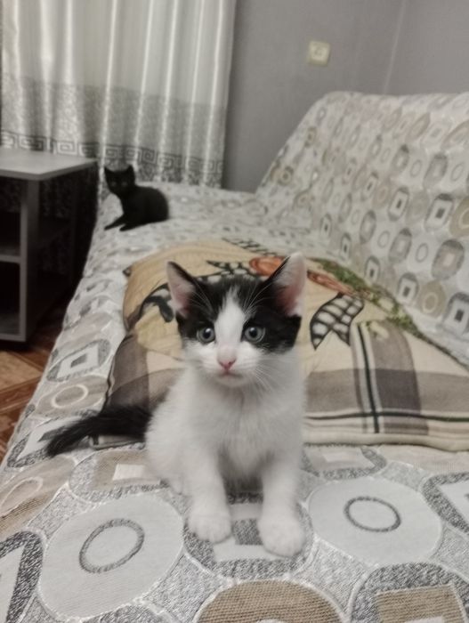 Милые котята мать крыселовка