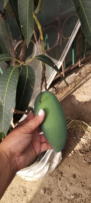 Манго с плодами в горшках