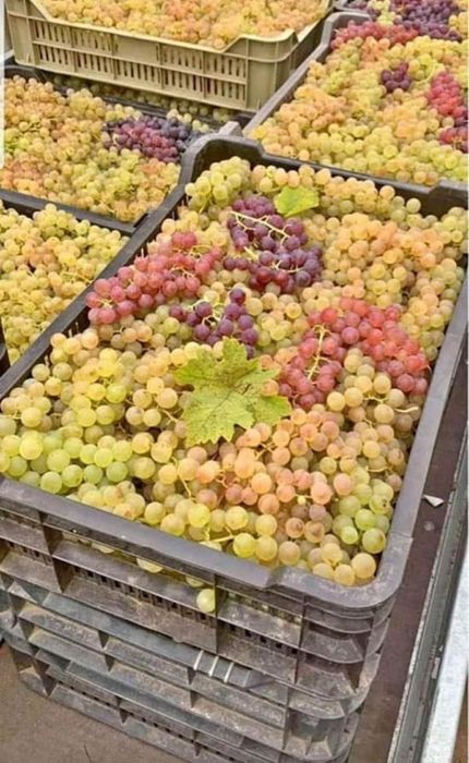 vand struguri de vin cu transport la domiciliu