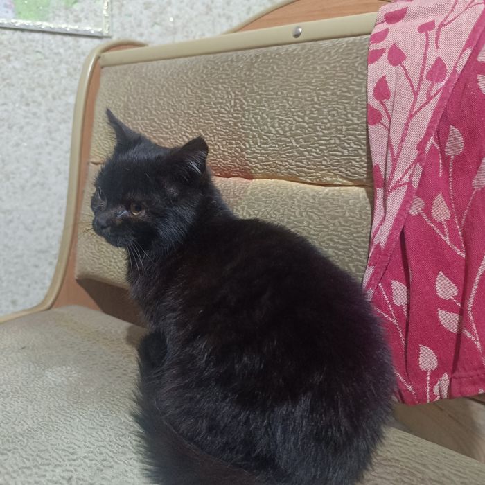 Отдам бесплатно Котенка