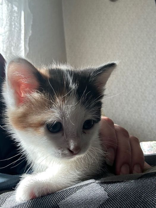 Отдам замечательных котят в добрые руки