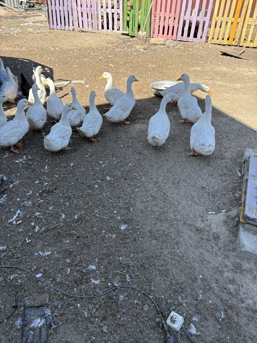 Продам пекинских уток