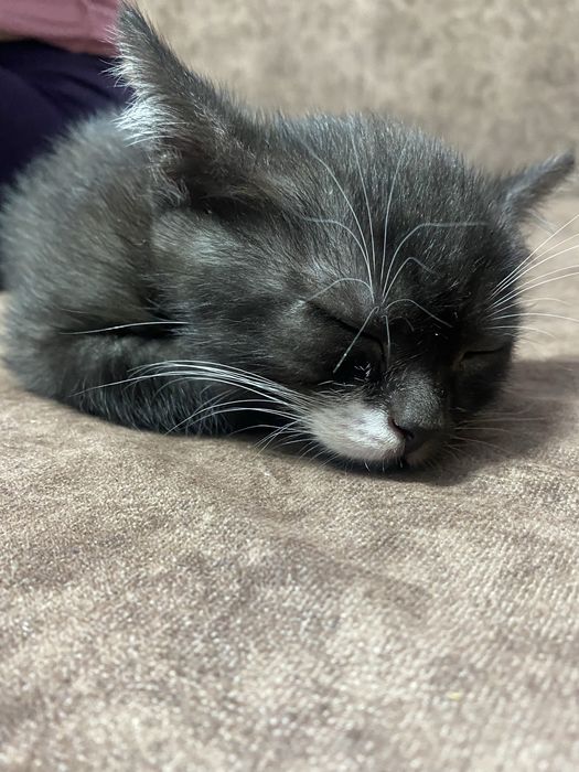 отдам котят даром