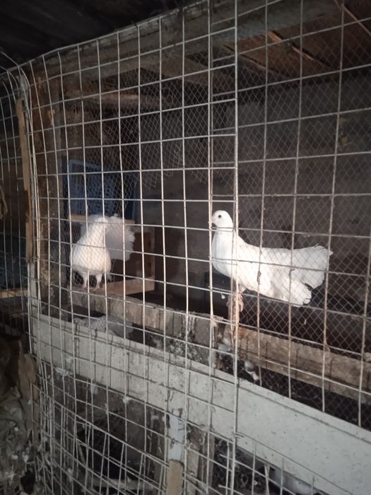 Голубы -павлин 2 самца 10 тысяч за голову