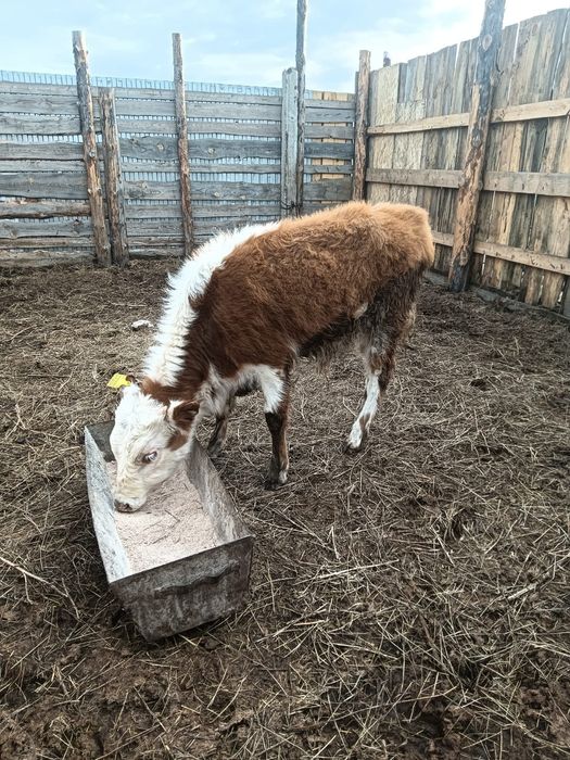 Продам бычок (Белоголовый)