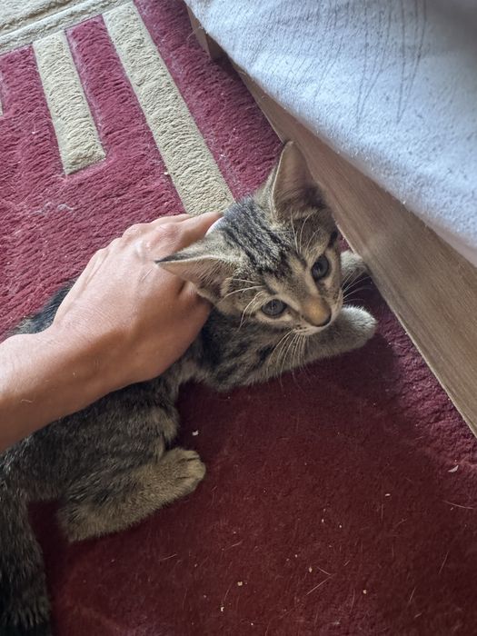 Отдам котят в хоршшие руки