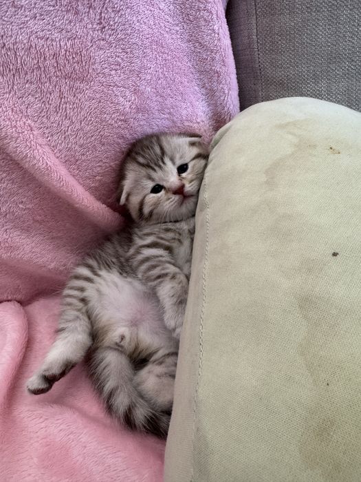 Котята скоттиш фолд вислоухий