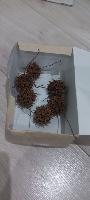 Продам шишки амбрового дерева