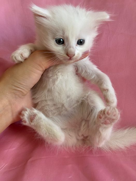 Отдам котят в добрые ручки