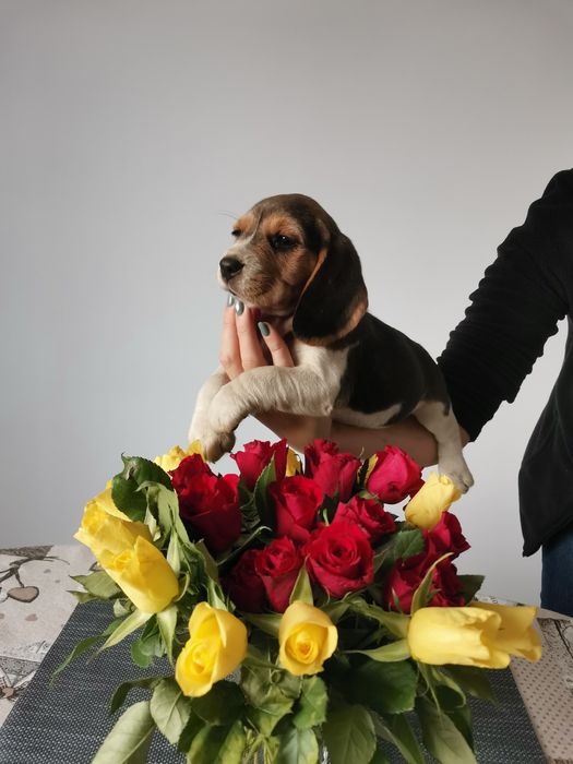 Beagle femela 9 săptămâni