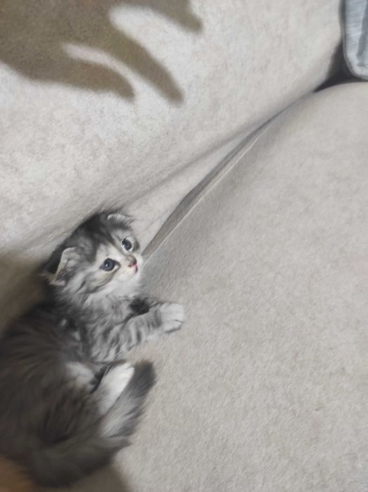 Продам маленьких котят