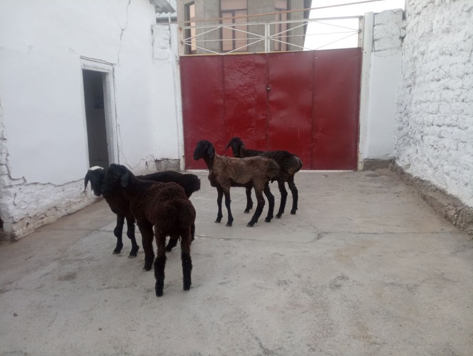 Әйелдер аймағы