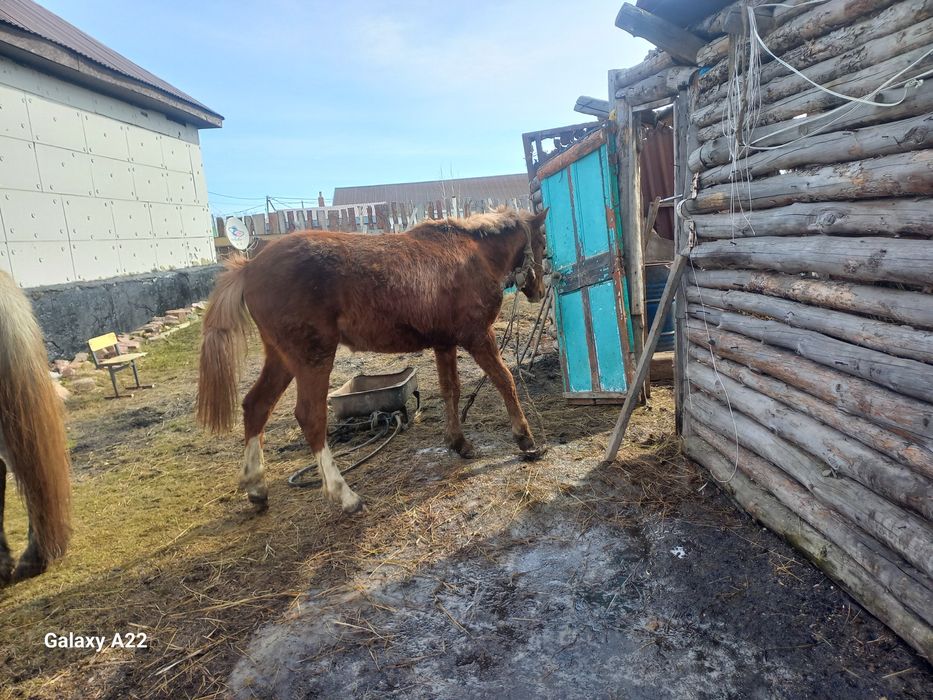 Бие, тай сатылады