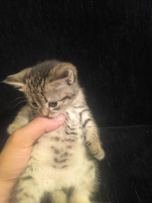 Котенок отдам в хорошие руки