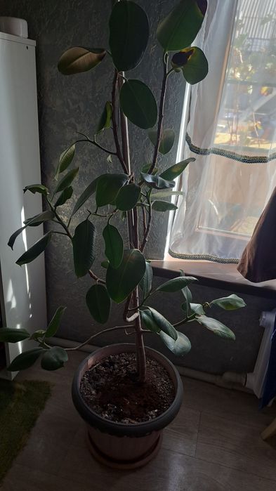Продам фикус большой