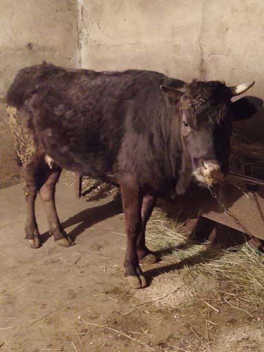 Продам жирную тёлку