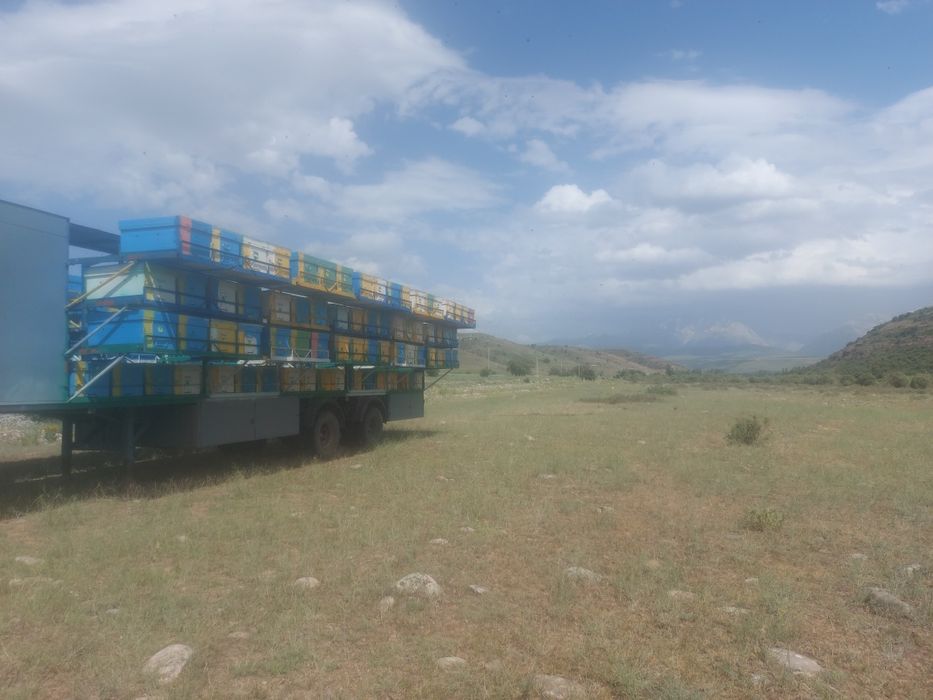 Мед натуральный  .