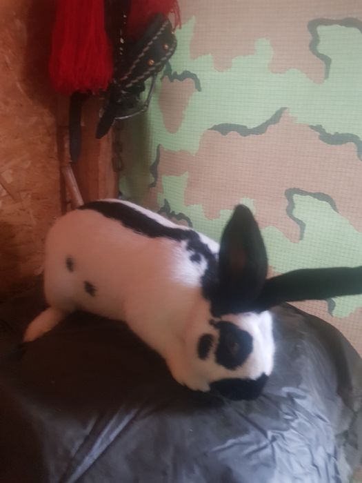 Se vinde iepuri Fluture german