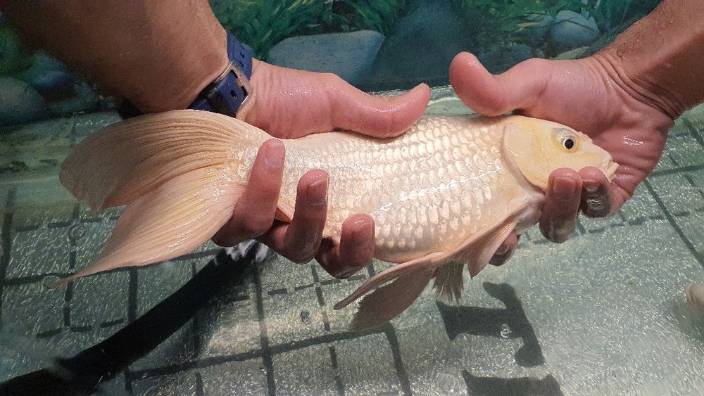 Белая коя 30 40 см