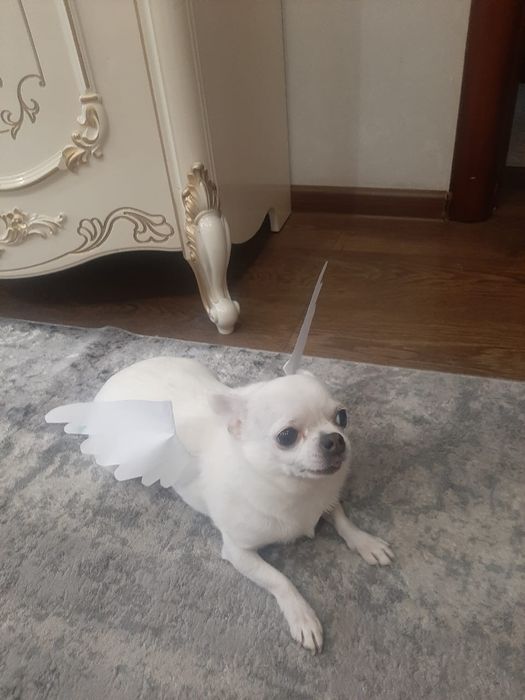 Продам собак пудель чихуа