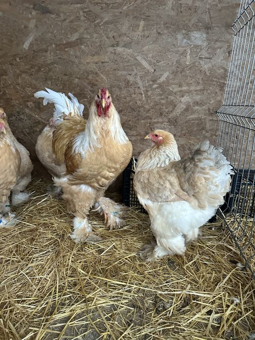 Disponibila familie brahma lemon 5 gaini si un cocos