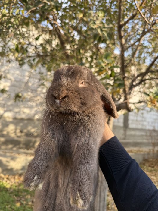 Baran quyon sotiladi