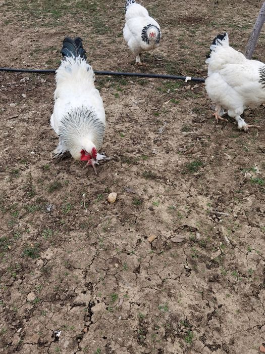 Oua pentru incubat de găină brahma cu mixta - de vanzare