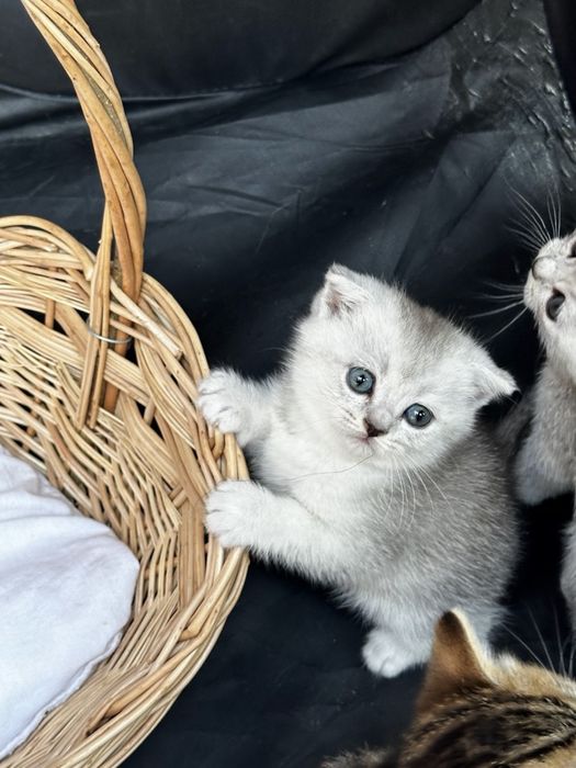 Мушукчалар огил киз