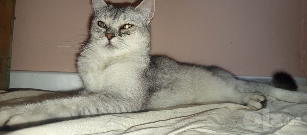 Британский шорт.