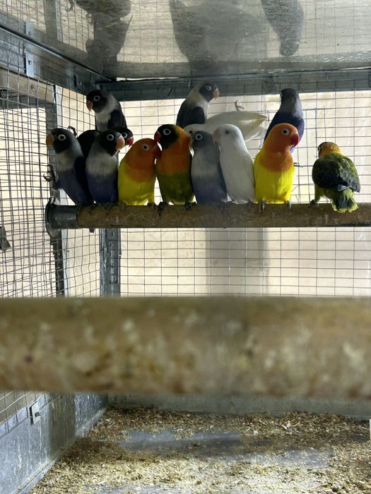 Продаетса разные попугайи волнистые Неразлучники цена разное