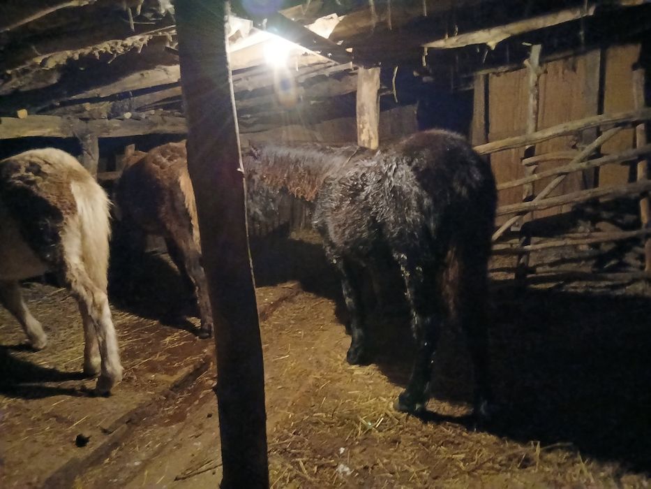 Жабагы сатылады 3 бас