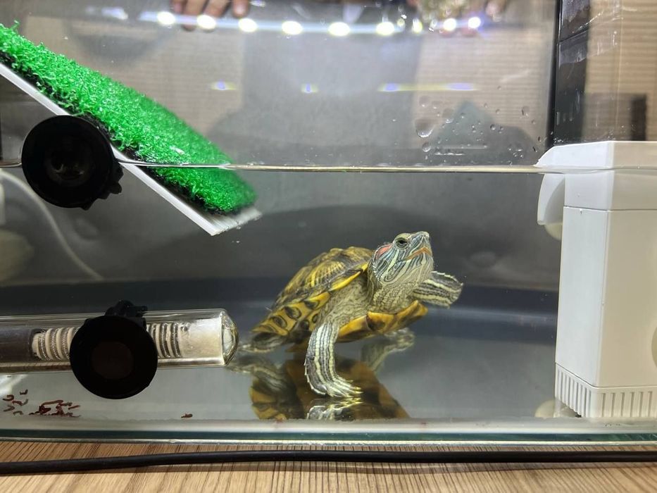 Продается красноухая черепаха