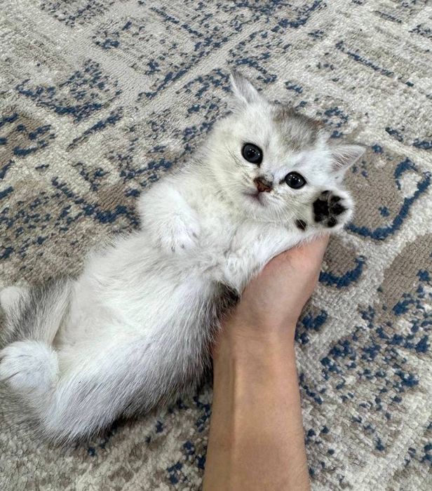 котенок серебристый шиншилла