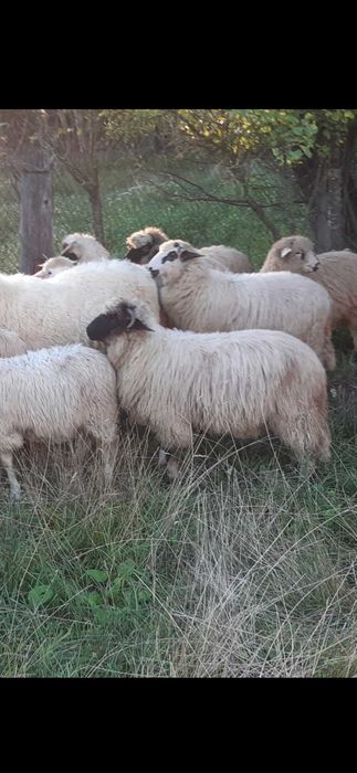 Vând ultimele oi gestante și un berbec ,3 ani și 2 miele