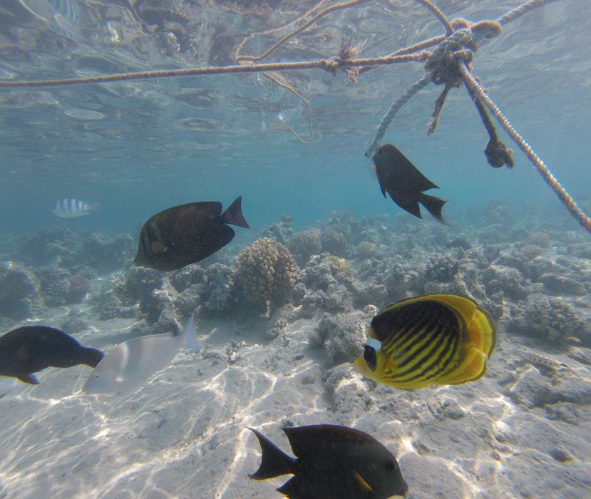 GoPro Hero 5 session