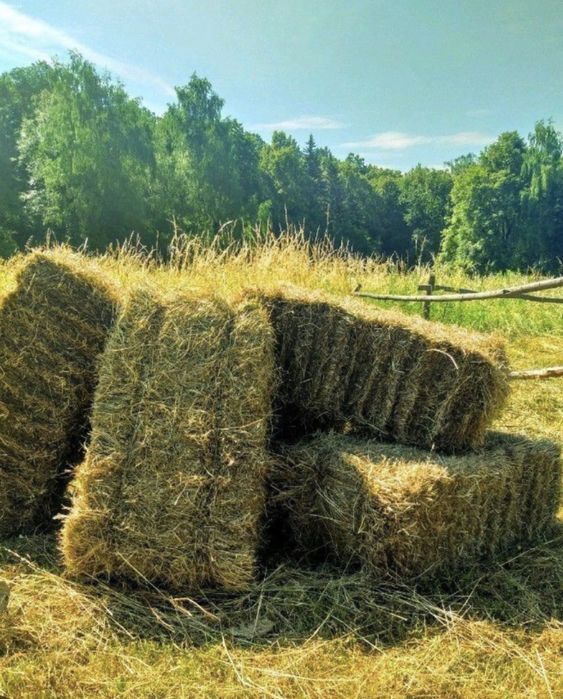 Сено первый укос
