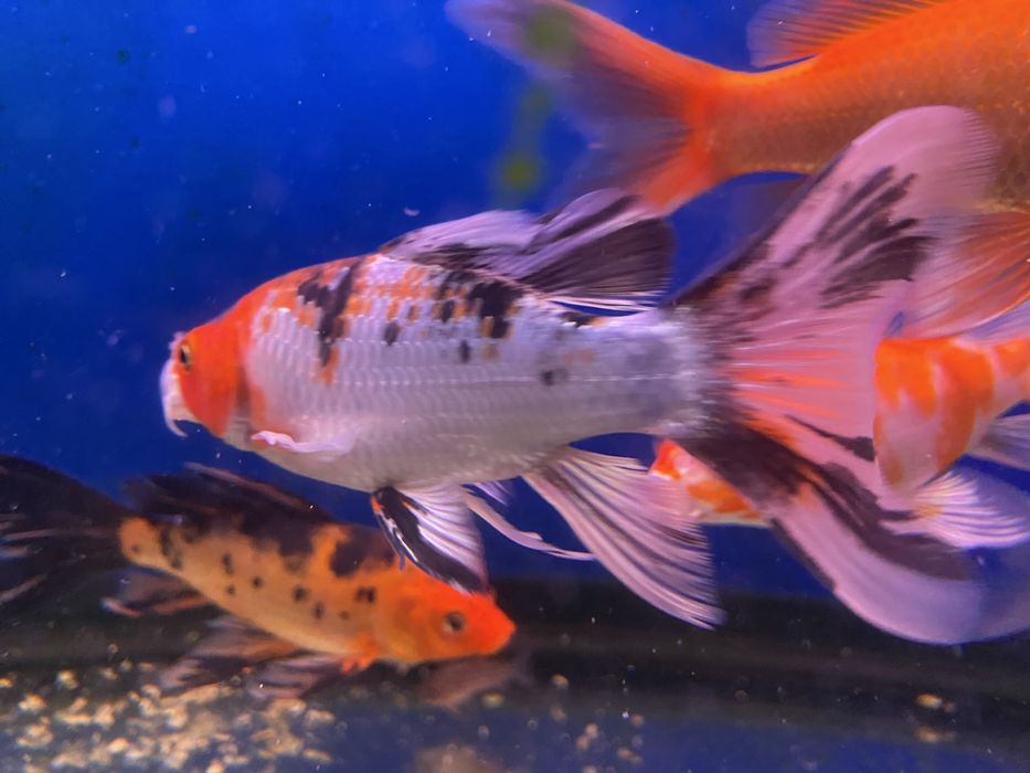 Продам вуалевых карпов кои