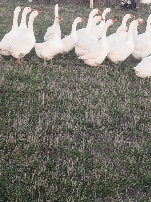 Gaste și gâscani rasa africana