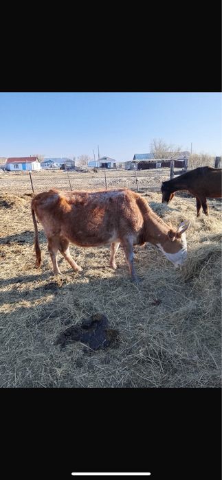 Сйырлар сатылады