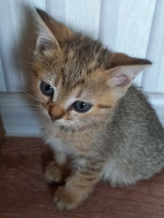 Отдам котят в добрые руки