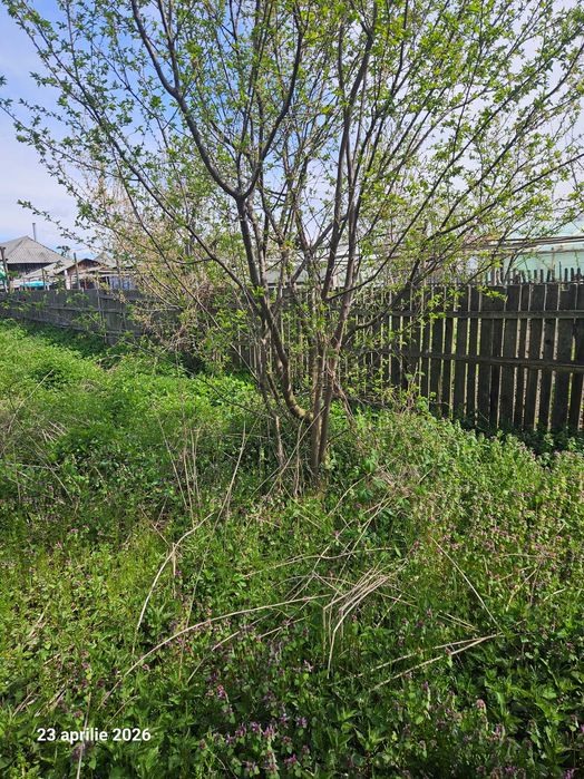Iarba de vanzare in Pietrosani Arges si Domnesti si urzici. Pruni, meri, nuci micuti sau mari pentru plantat in gradini. Rugi de mure si zmeura.