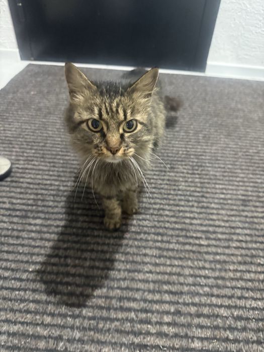 Отдам кошку в добрые руки