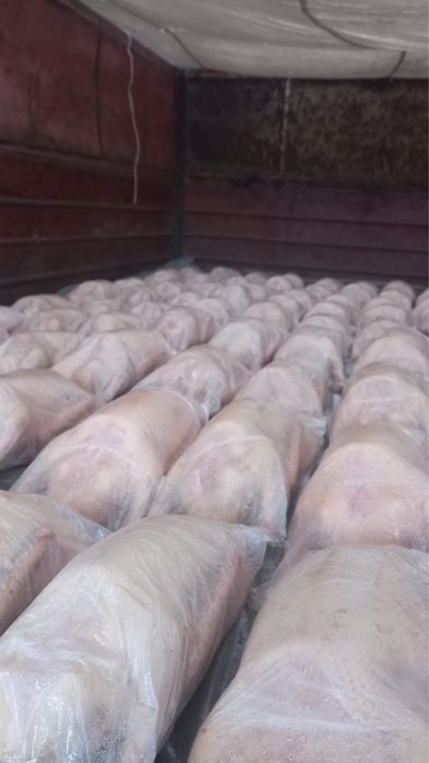 Продам Домашних гусей!