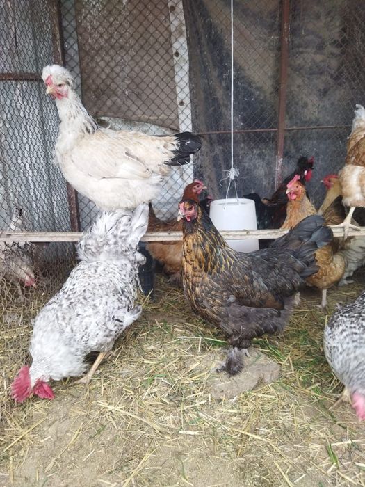 Продам куры домашние