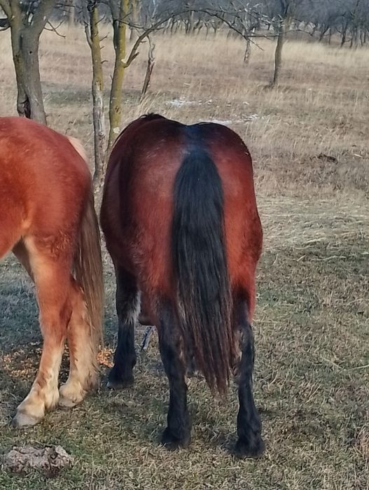 Noateni de vânzare, murgul cal și blonda iapa