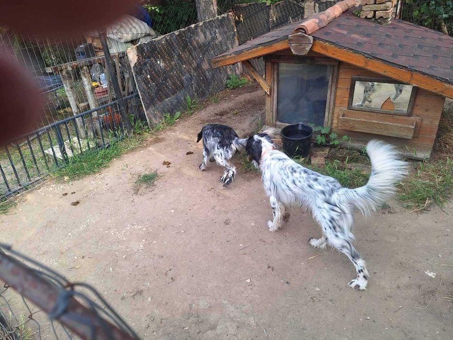 Кученца Английски сетер