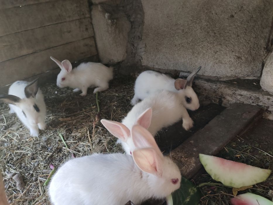 Продам кроликов на развидение