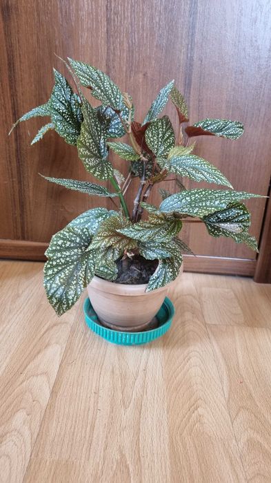 Комнатные цветы, разные