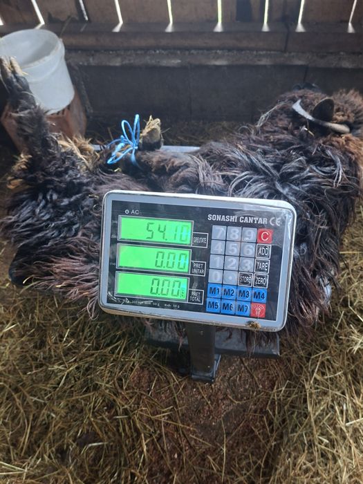 Vând 2 noatine de tinut sau de taiat