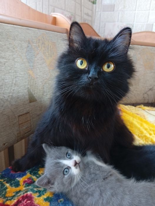 Отдам котят в добрые руки